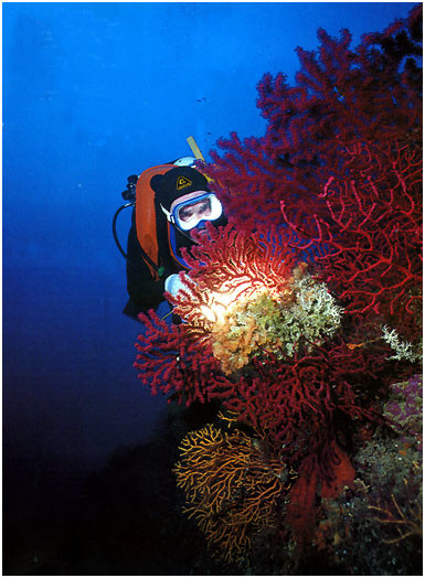 Immersioni nella riserva Marina di Punta Campanella