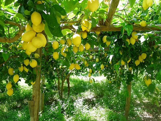 Sorrento Lemon Tour